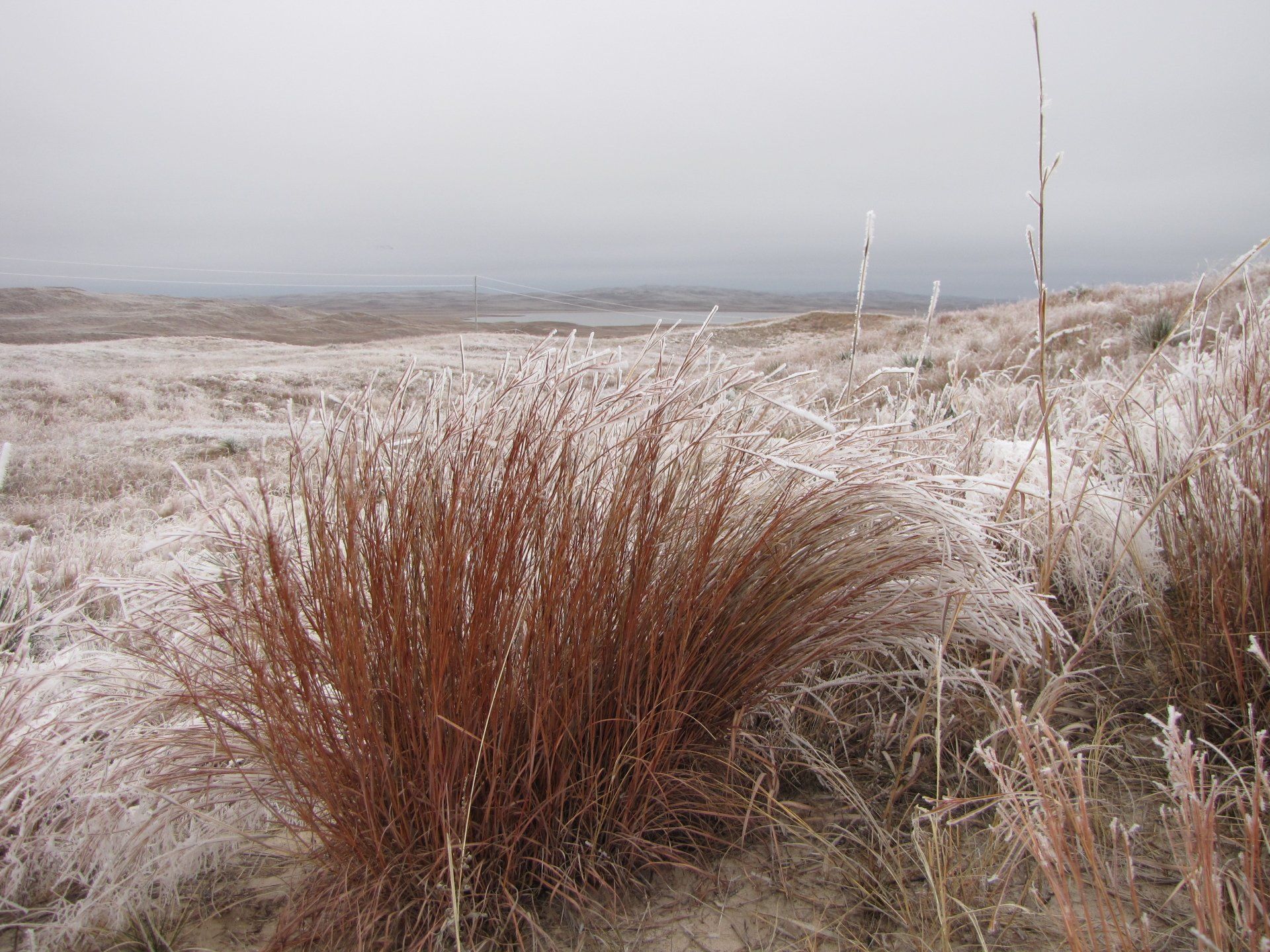 Frost-covered field of brown and tan grasses under a gray, overcast sky.
