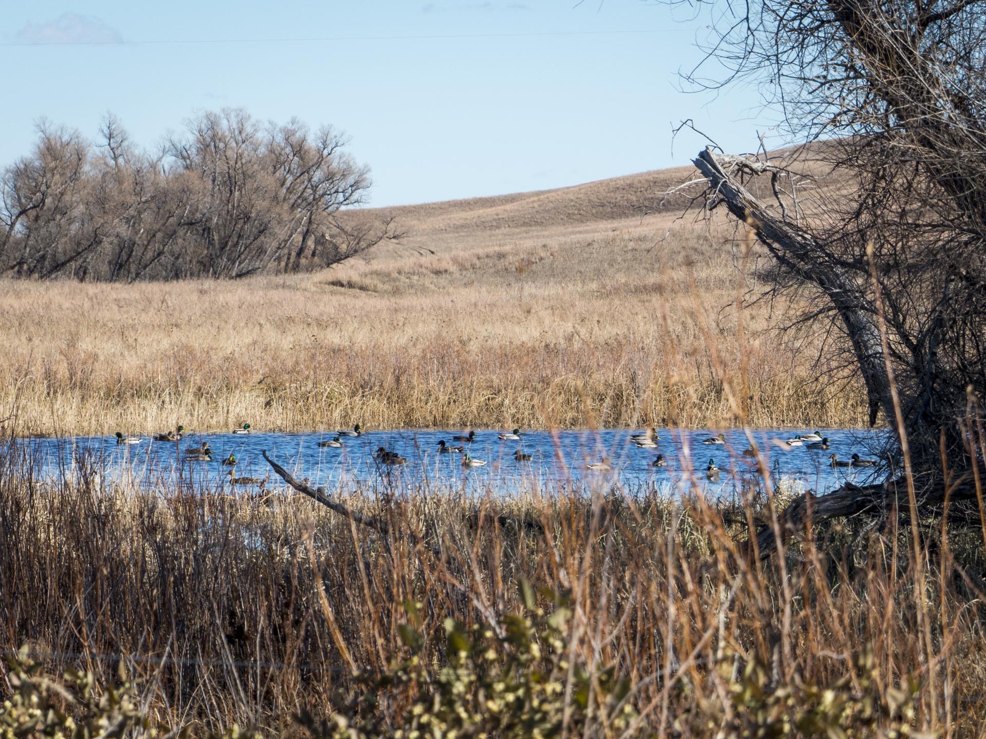 Ducks swim in a pond in a field of dry grass, with a hill and bare trees under a blue sky.