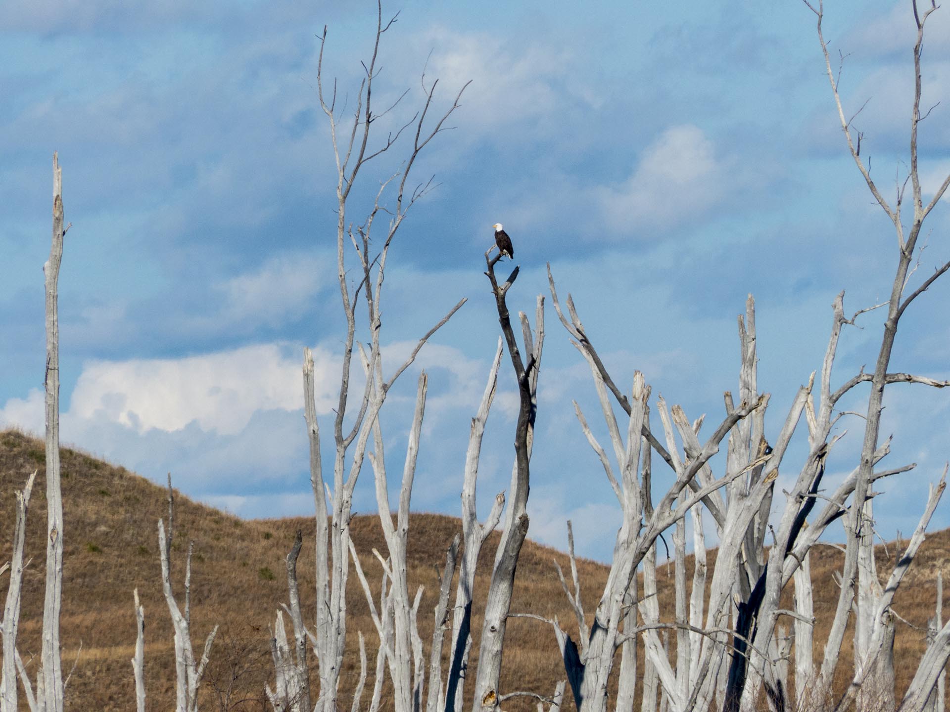 Bald eagle perched atop a bare, gray tree against a backdrop of a hill and cloudy blue sky.