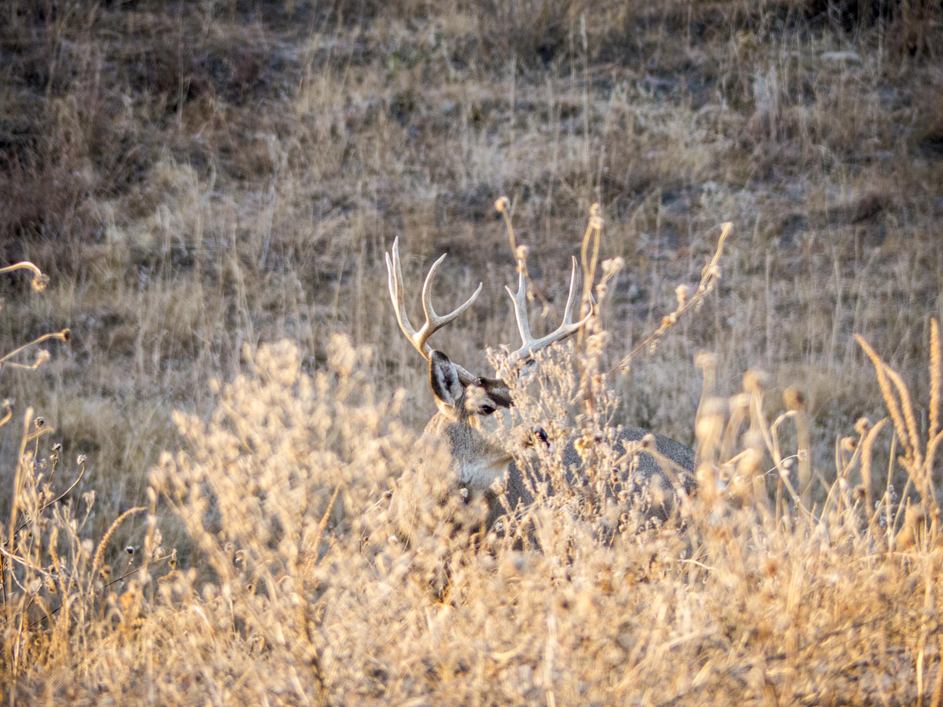 A buck with large antlers stands in tall, dry grass and bushes in a field.