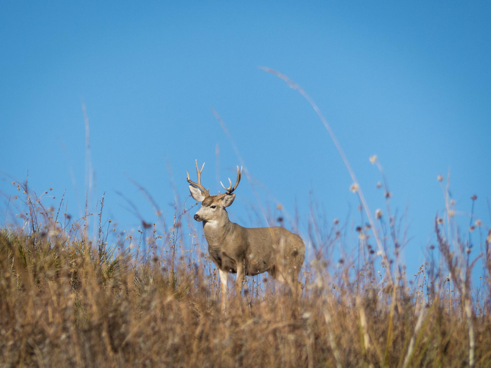 Deer with antlers stands in dry grass against a blue sky.
