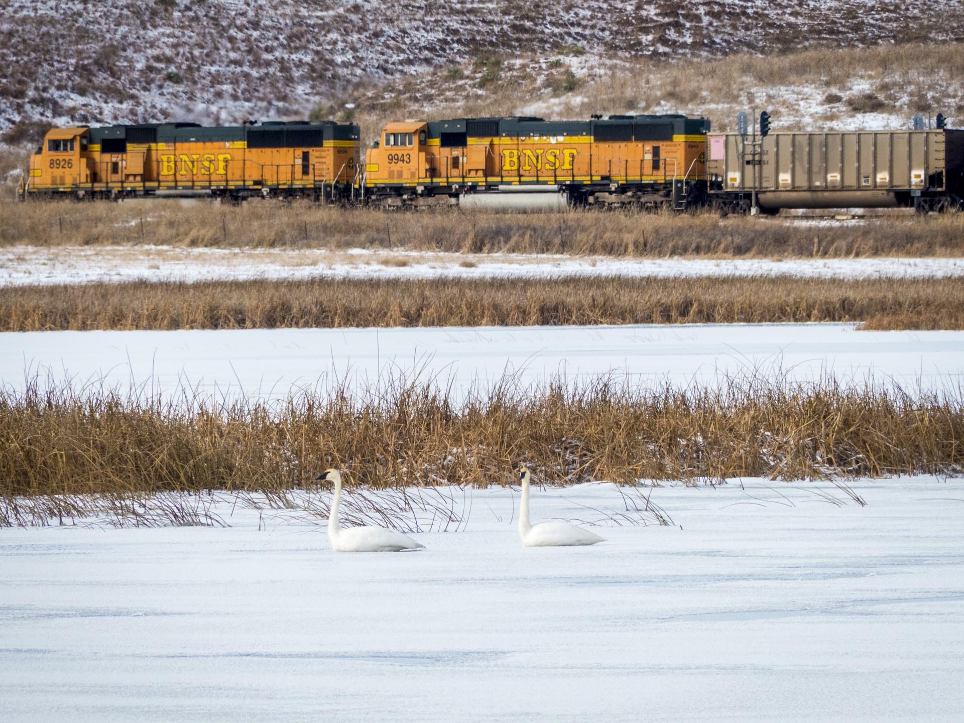 Two white swans on a frozen pond; a yellow train travels along a snowy hillside in the distance.