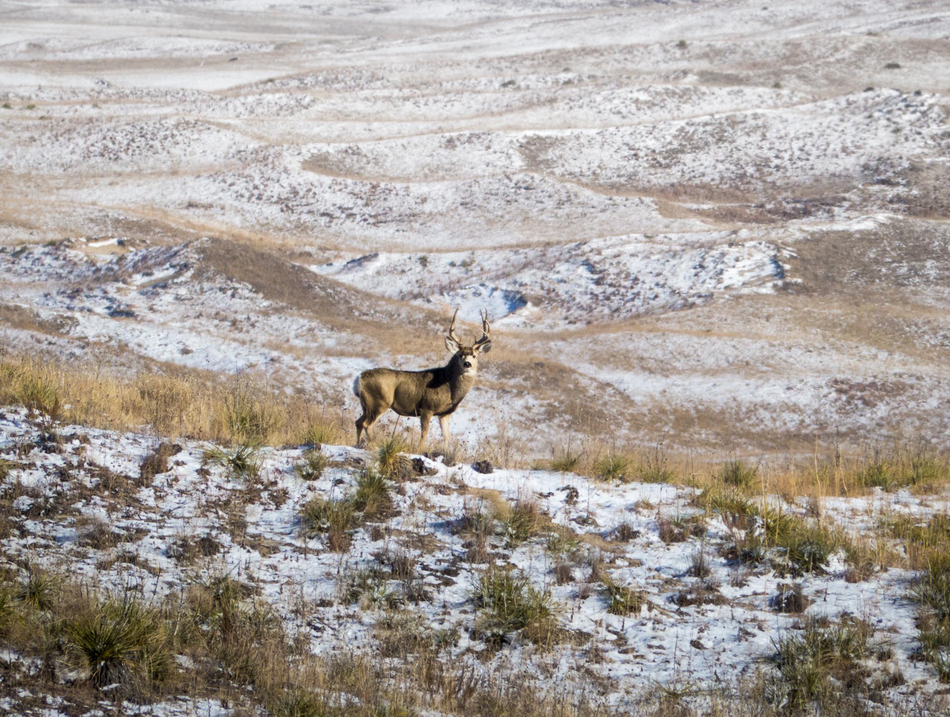 Deer standing on a snowy hillside, looking towards the camera in a winter landscape.