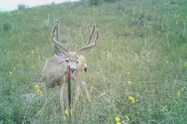 Deer Antlers Couldn't Grow So Fast Without These Genes - The New York Times