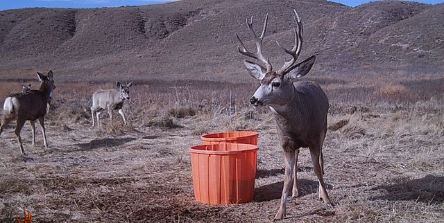 Deer Antlers Couldn't Grow So Fast Without These Genes - The New