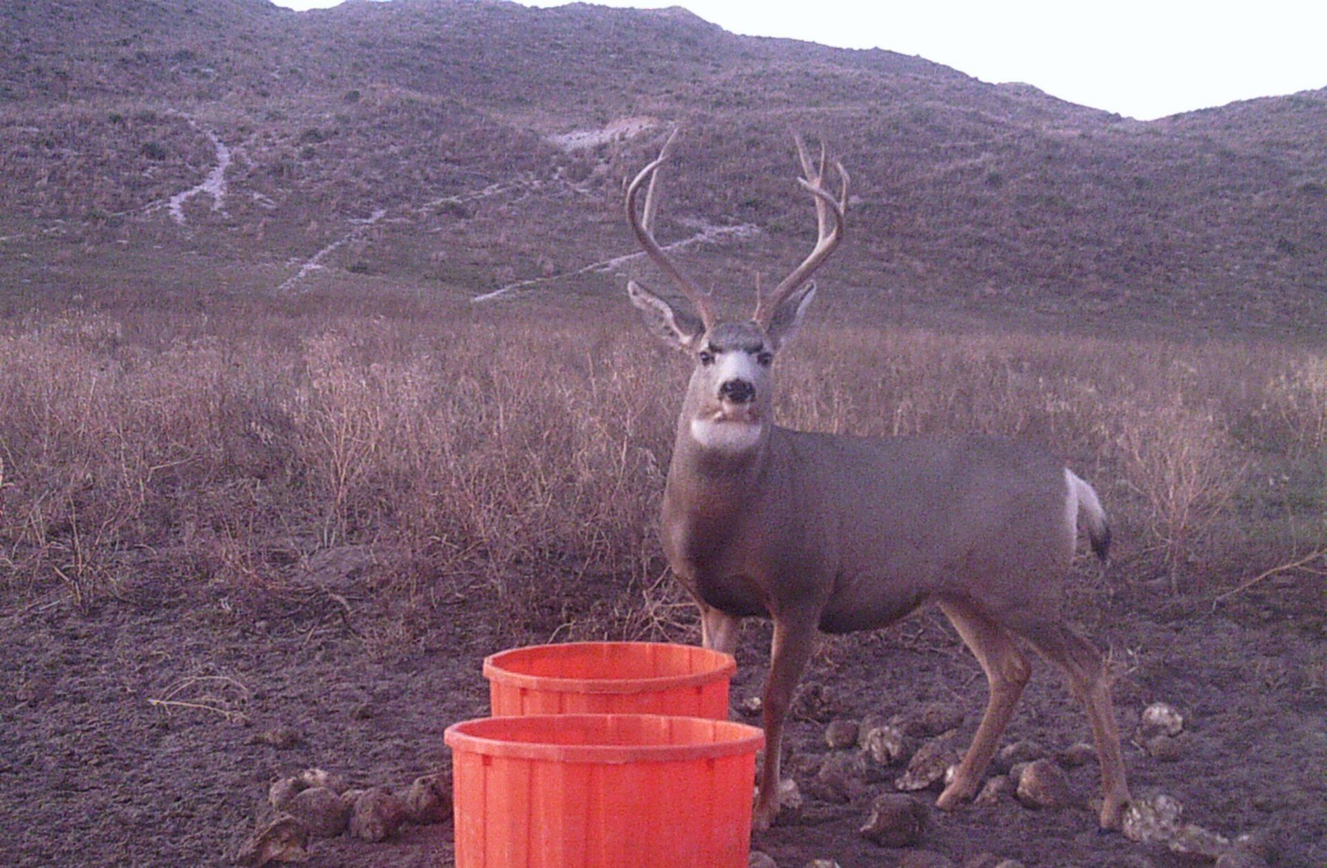 Mule deer hunting in Nebraska