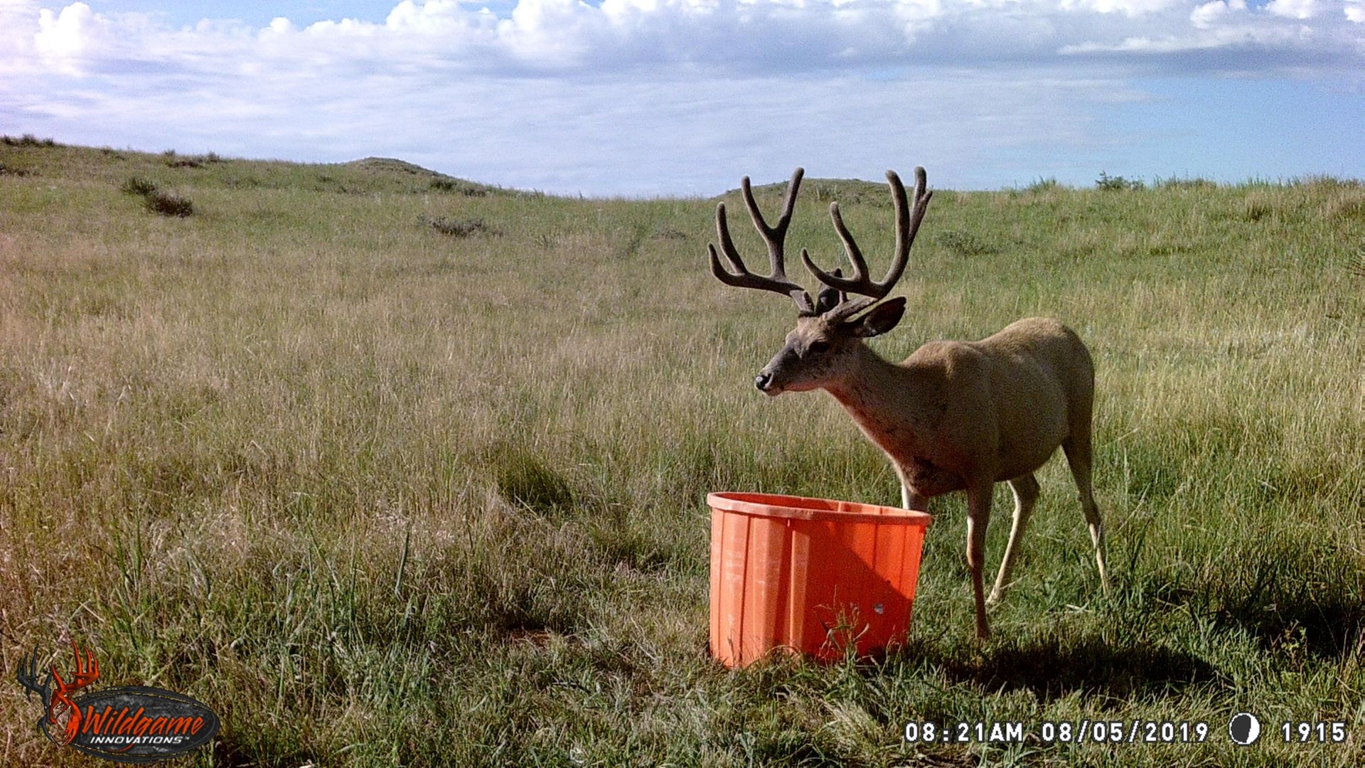 Mule deer hunting in Nebraska