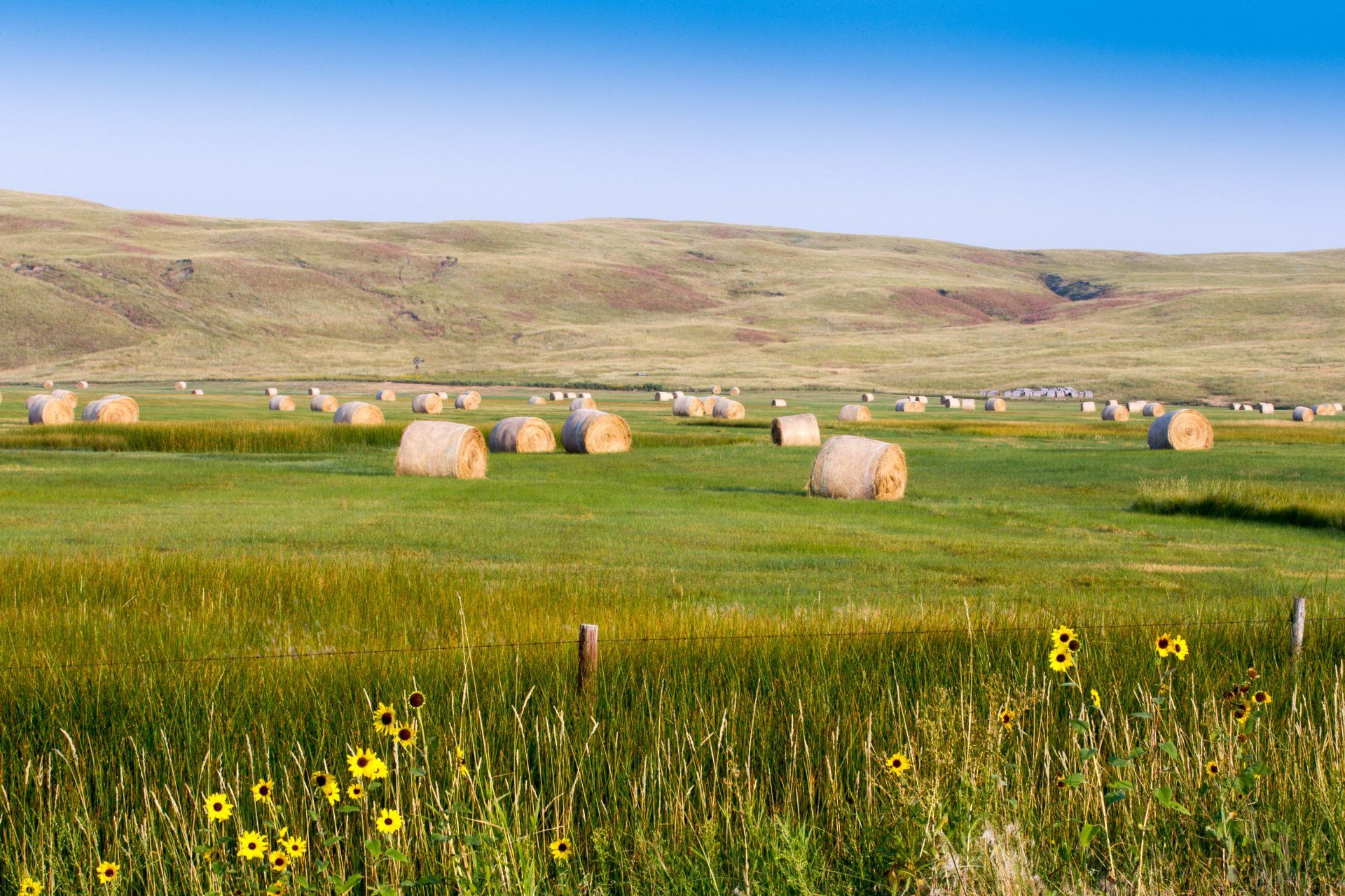 Field of hay bales with sunflowers, rolling hills, and clear blue sky.