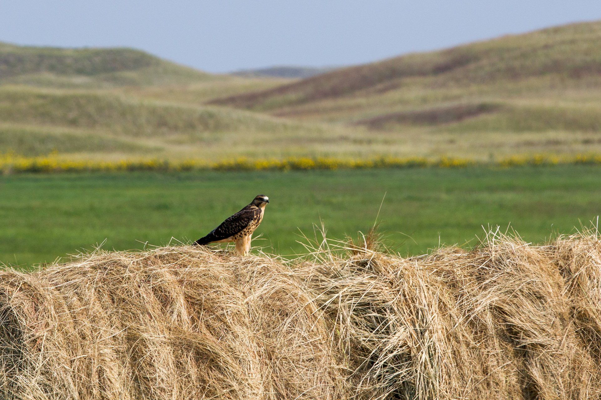 Hawk perched on a hay bale, overlooking a green field and rolling hills.