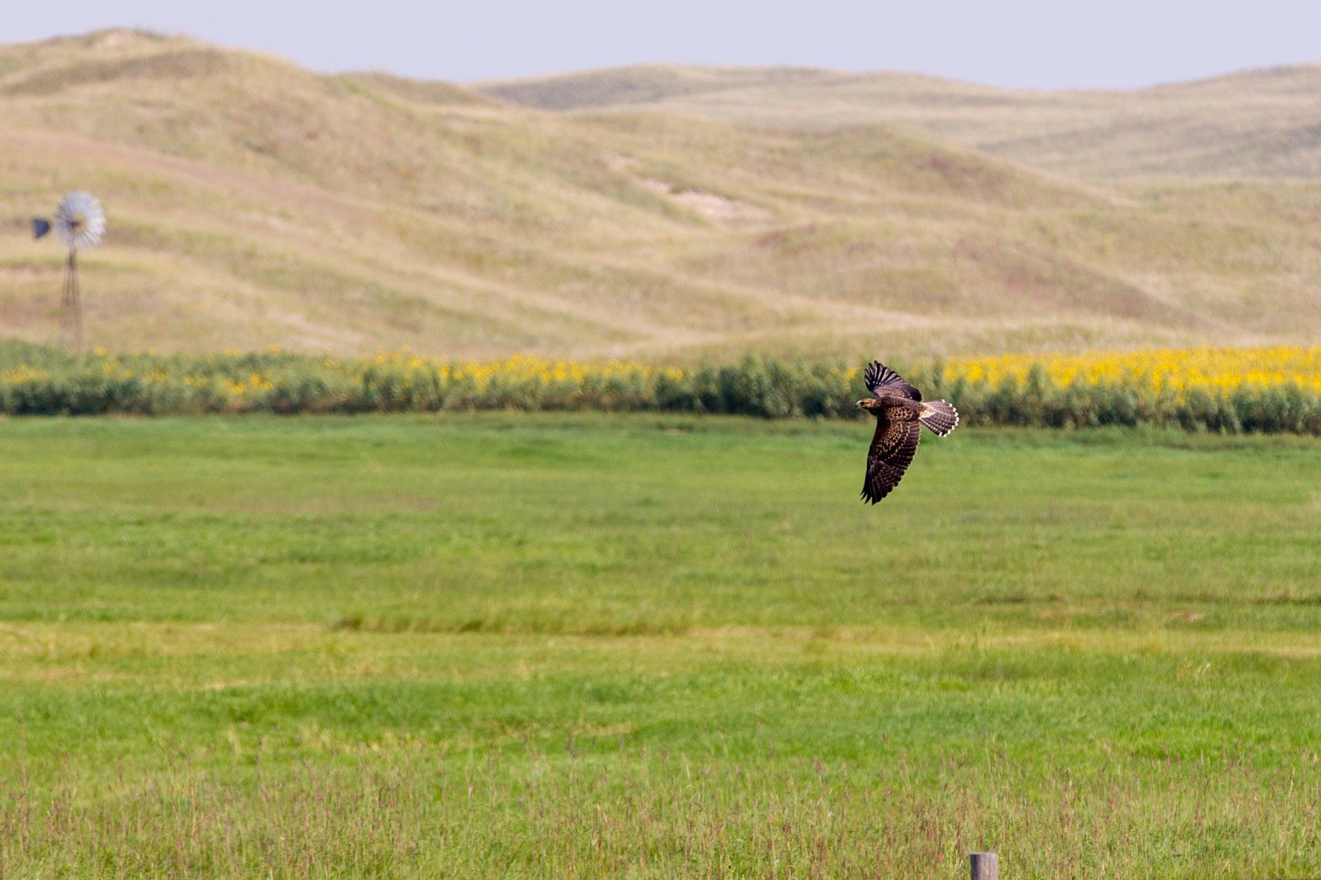 Hawk in flight over a green field with a windmill and hills in the background.