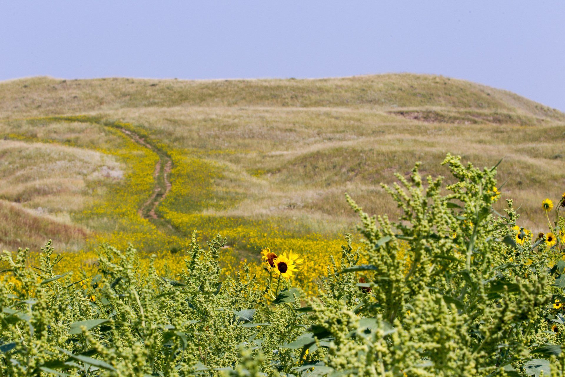 Hilly landscape with a winding path, wildflowers, and a blue sky.