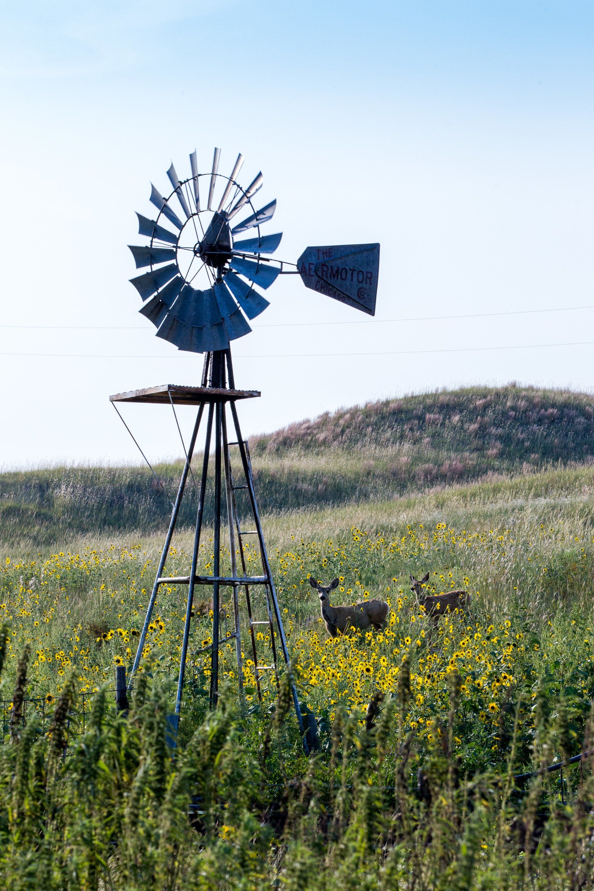 Windmill in a field of yellow flowers with two deer grazing under a blue sky.
