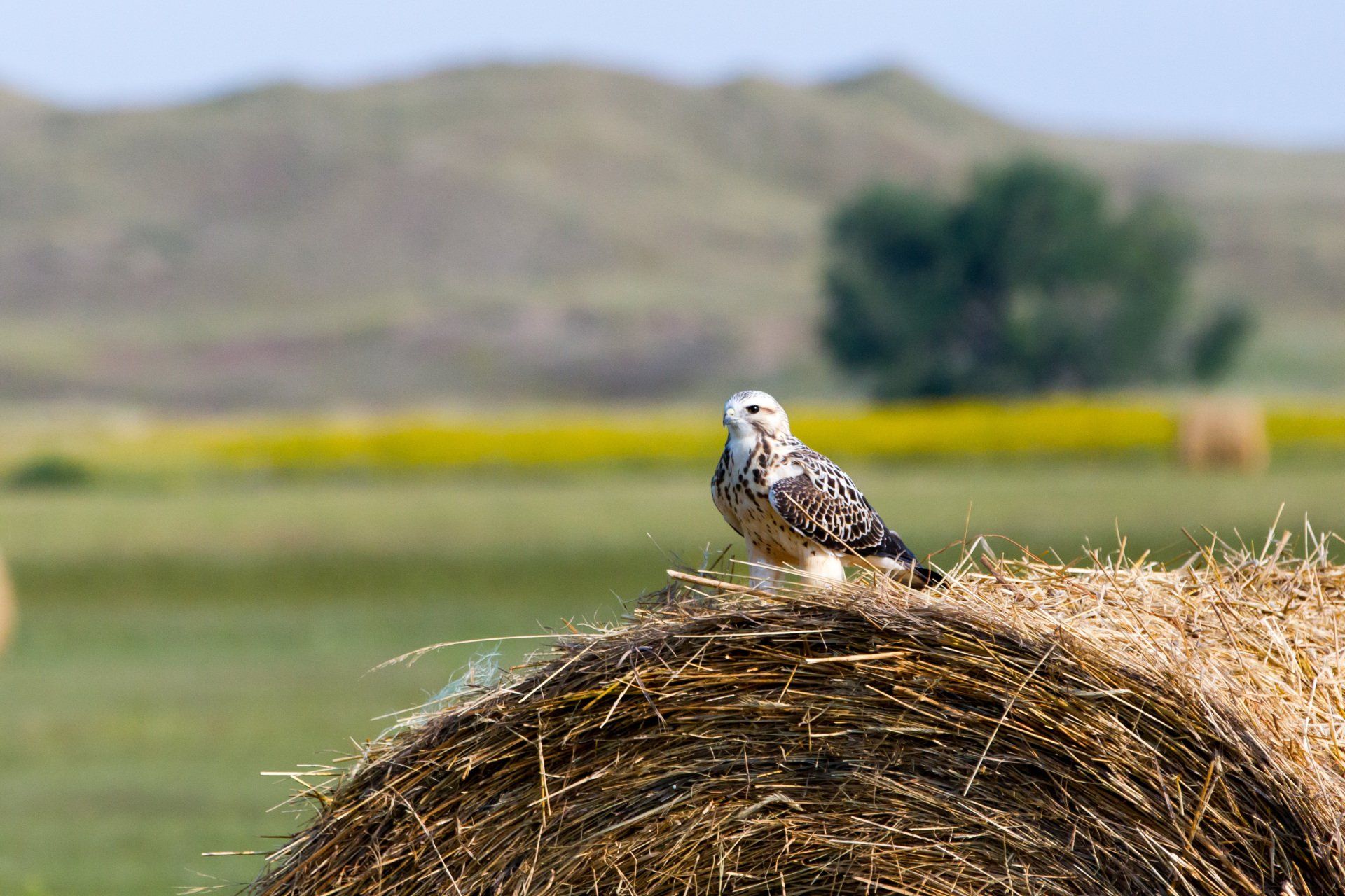 Hawk perched on a round hay bale in a field. Blue and green blurred background.
