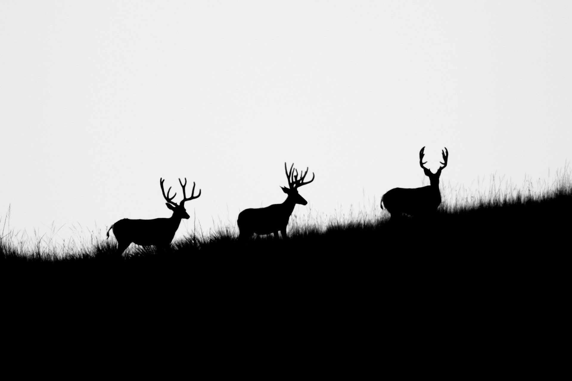 Three deer with large antlers silhouetted on a grassy hillside against a bright sky.