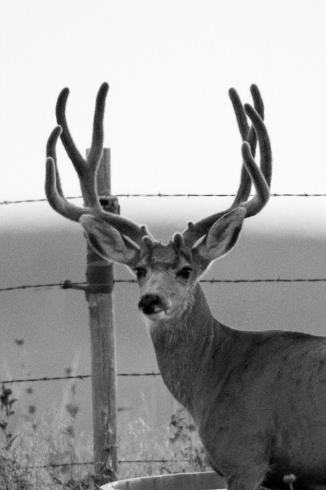 Deer with large, branched antlers stands near a fence. Black and white.