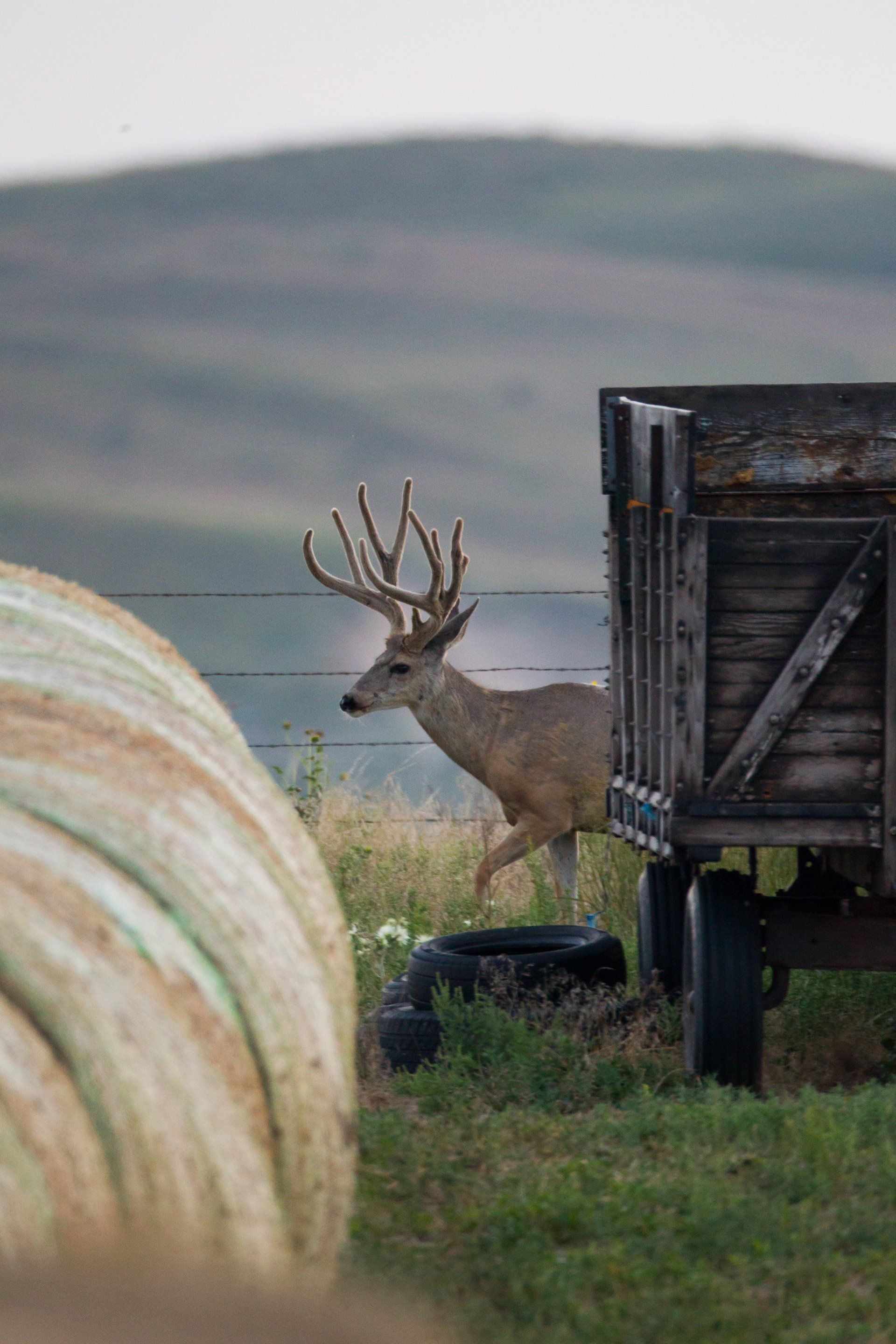Buck deer emerging from behind a wooden cart in a field.