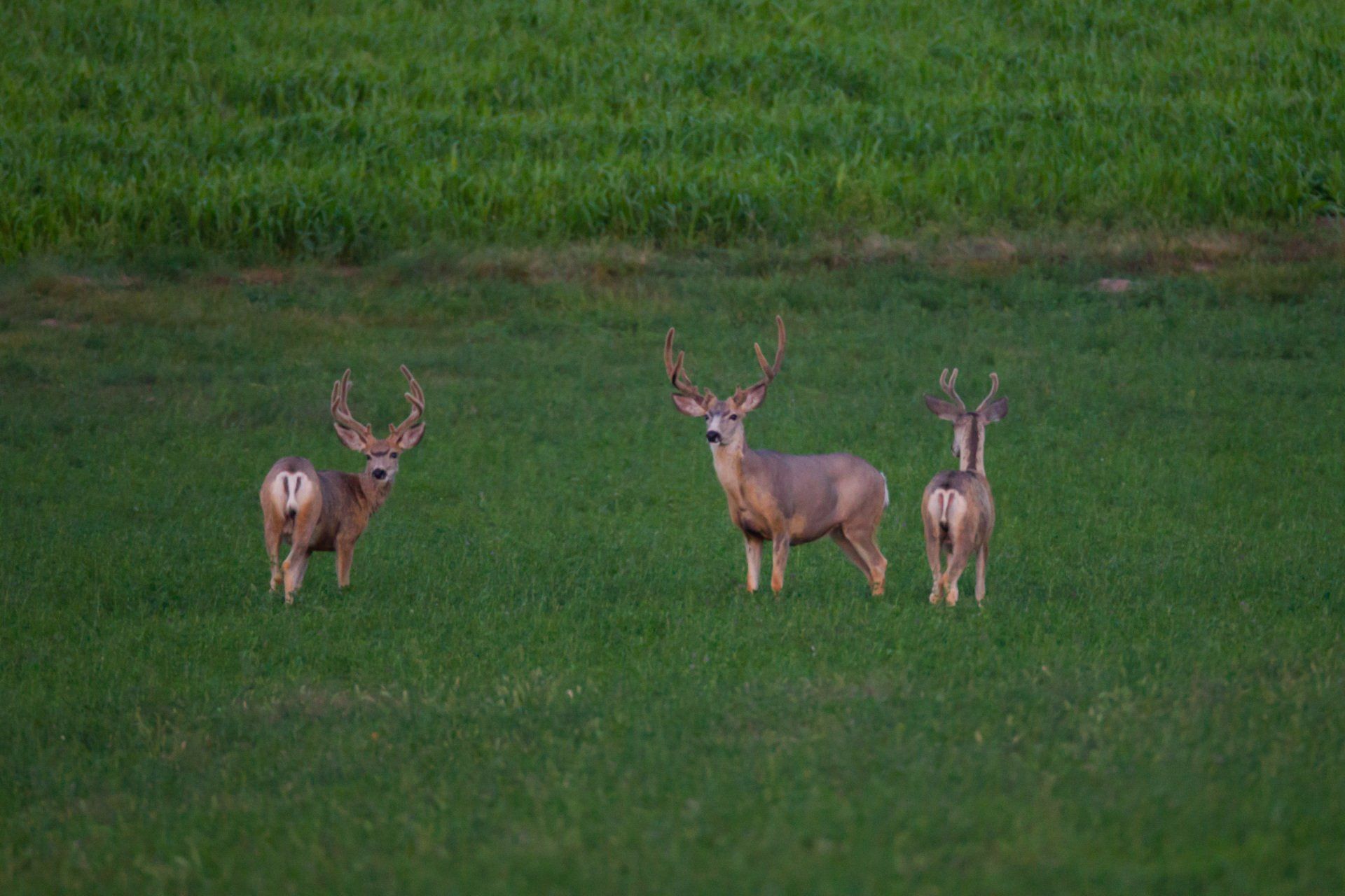 Three deer with large antlers stand in a green field.