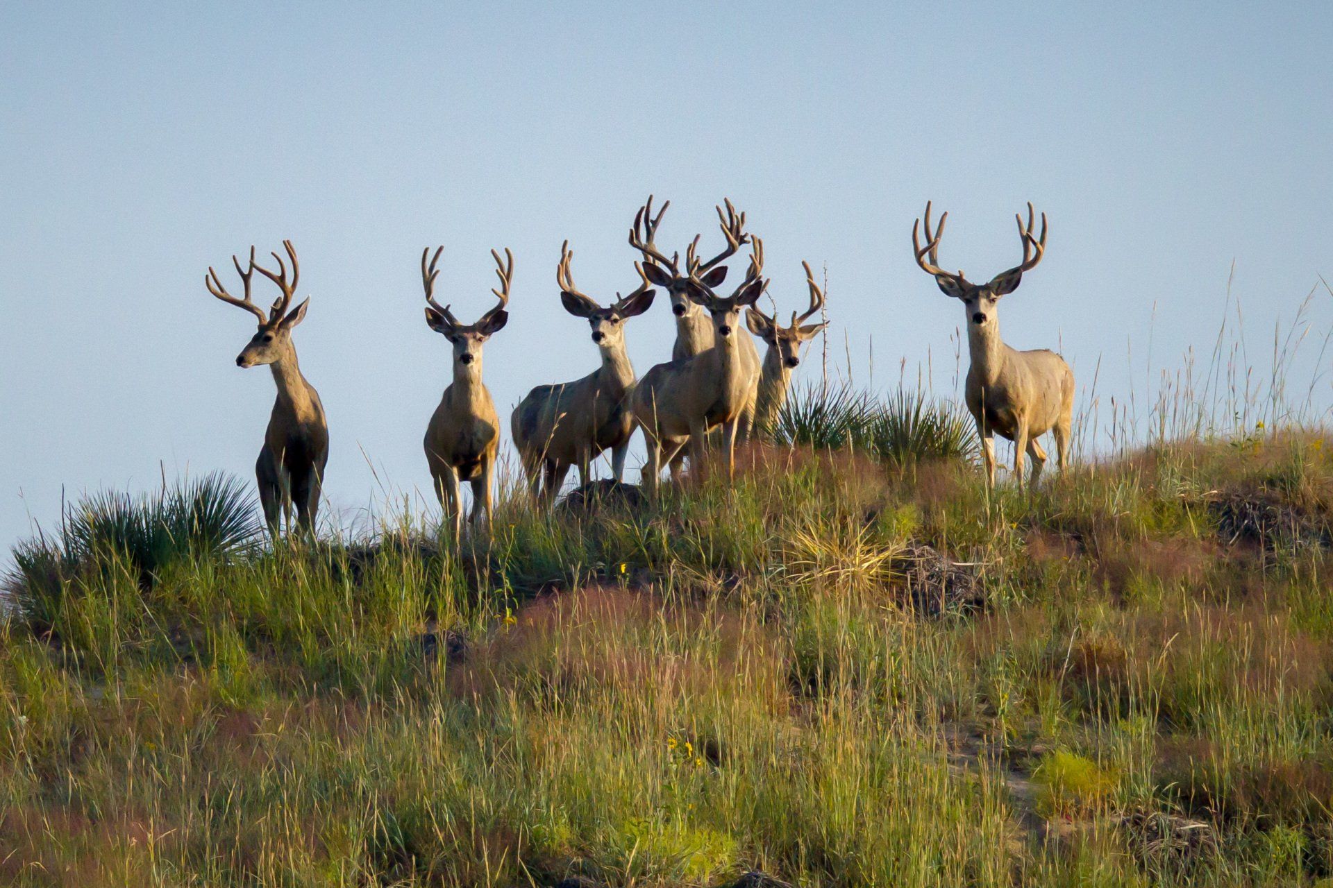 A herd of deer with large antlers on a grassy hillside under a clear blue sky.