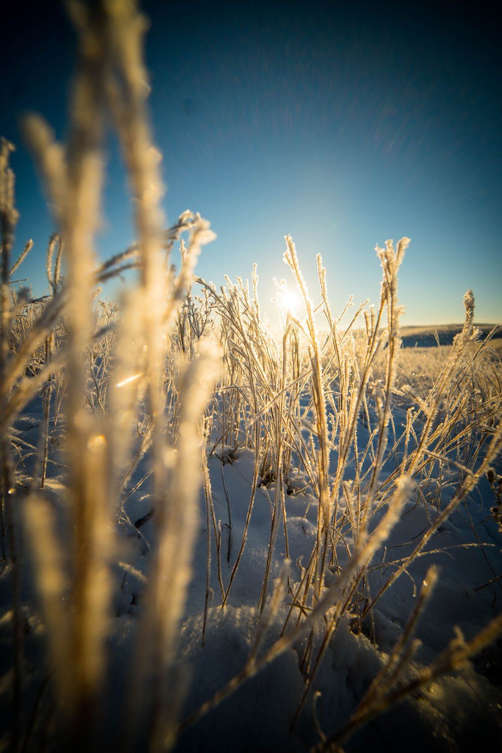Frost-covered tall grasses in snow with sun shining brightly on a clear, blue sky.