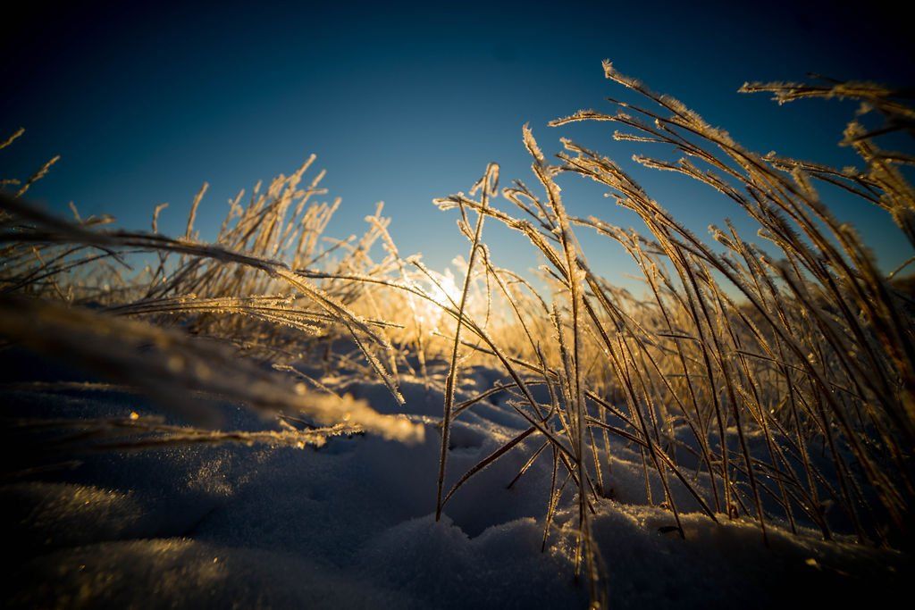 Frost-covered grass in snow, sun shining through, blue sky in the background.