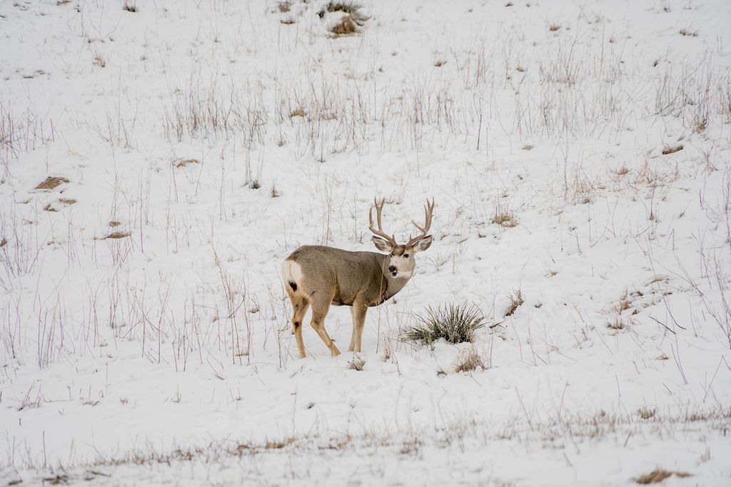 Deer with antlers in snow-covered field, looking towards the viewer.
