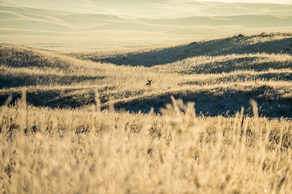 Nebraska Big game hunting