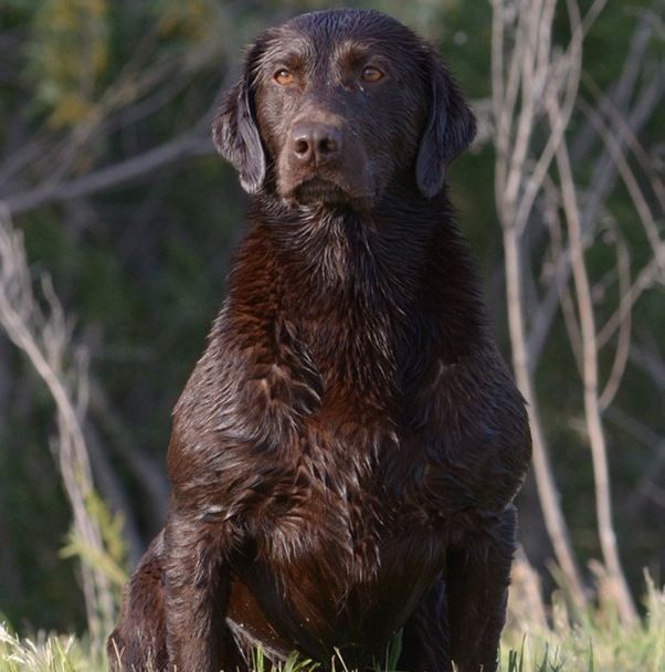 Chocolate Pointing Labs