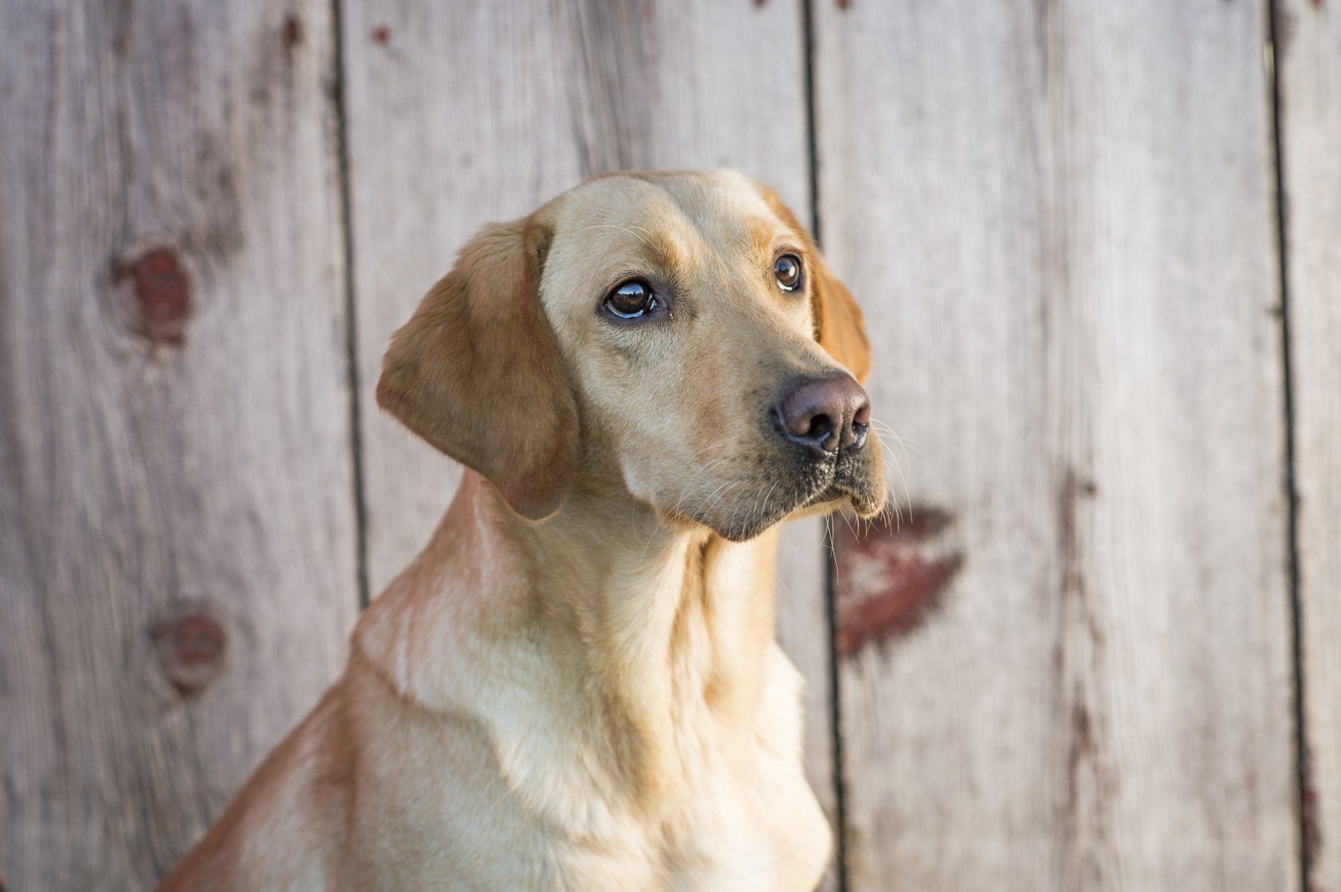 Yellow Pointing Labs