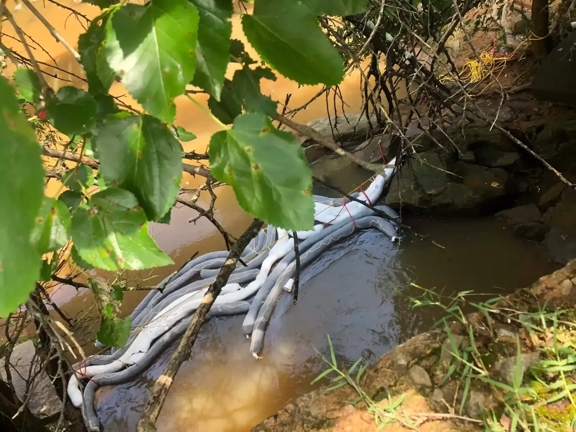 A snake is laying in the water next to a tree.