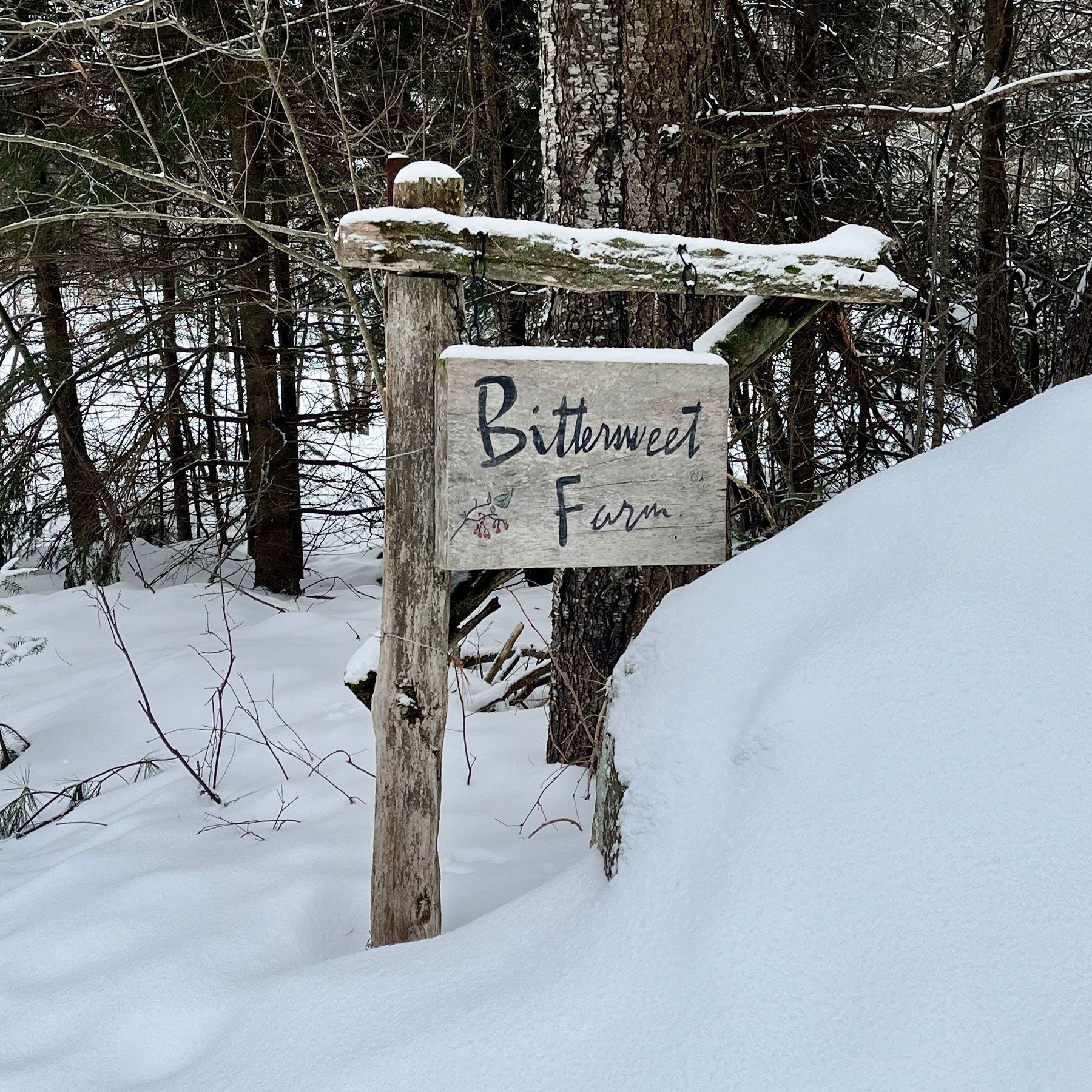 Purebred Gotland Sheep, Muskoka
