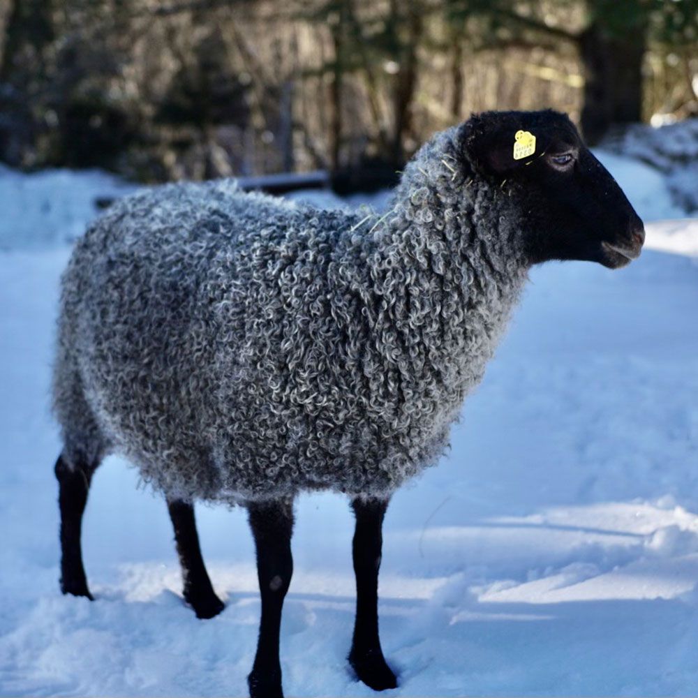 Purebred Gotland Sheep, Muskoka