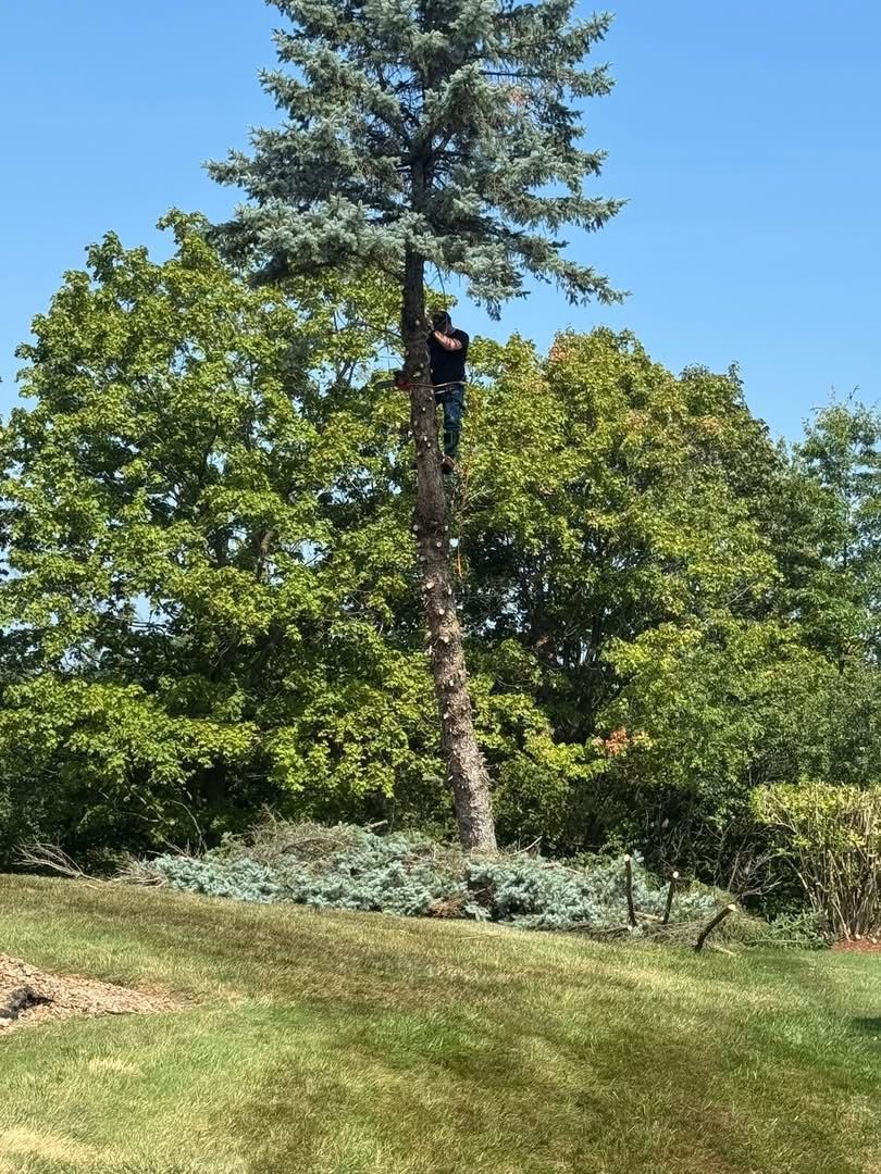 Person climbing a tall evergreen tree, with lush green trees and blue sky in the background.