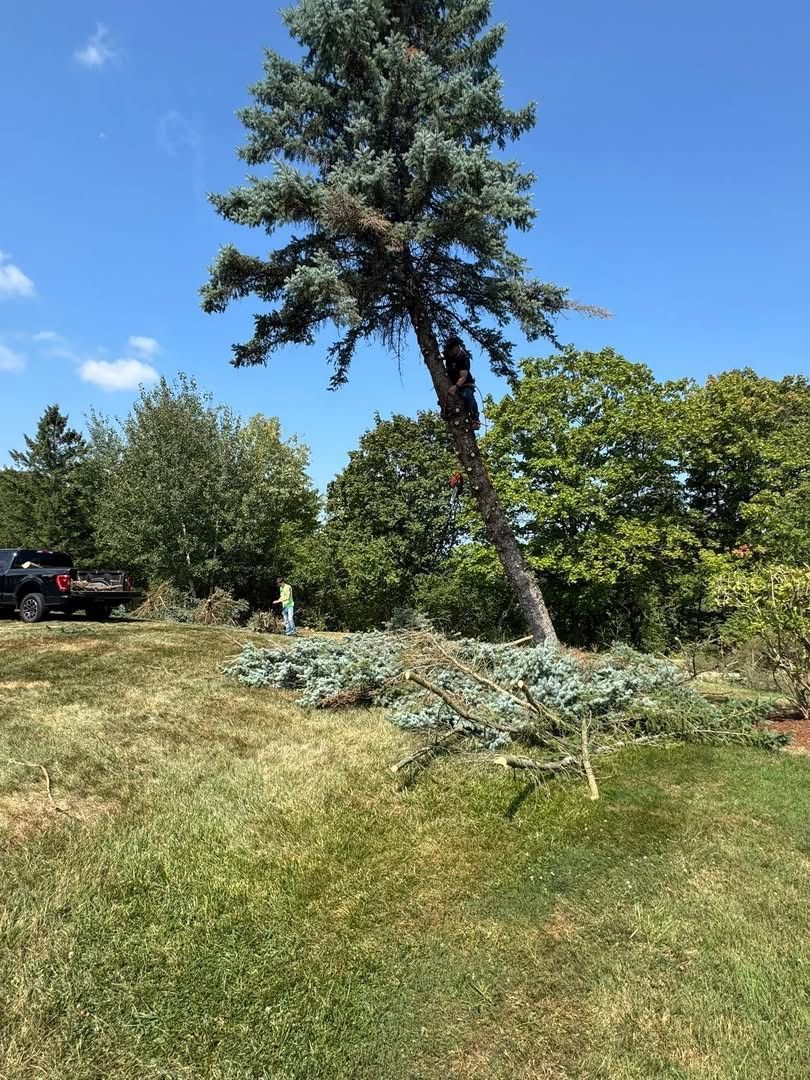 A tall, leaning evergreen tree being trimmed, with fallen branches on the ground. A vehicle is in the background.