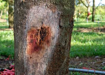 A close up of a tree trunk with a hole in it.