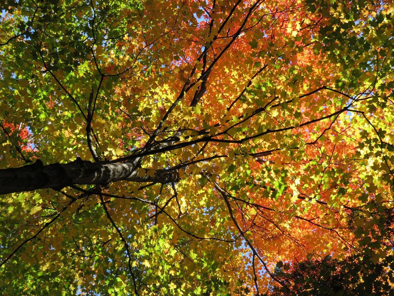 Looking up at a tree with yellow and orange leaves