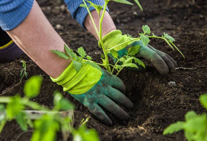 a woman in gloves planting a bush on the ground