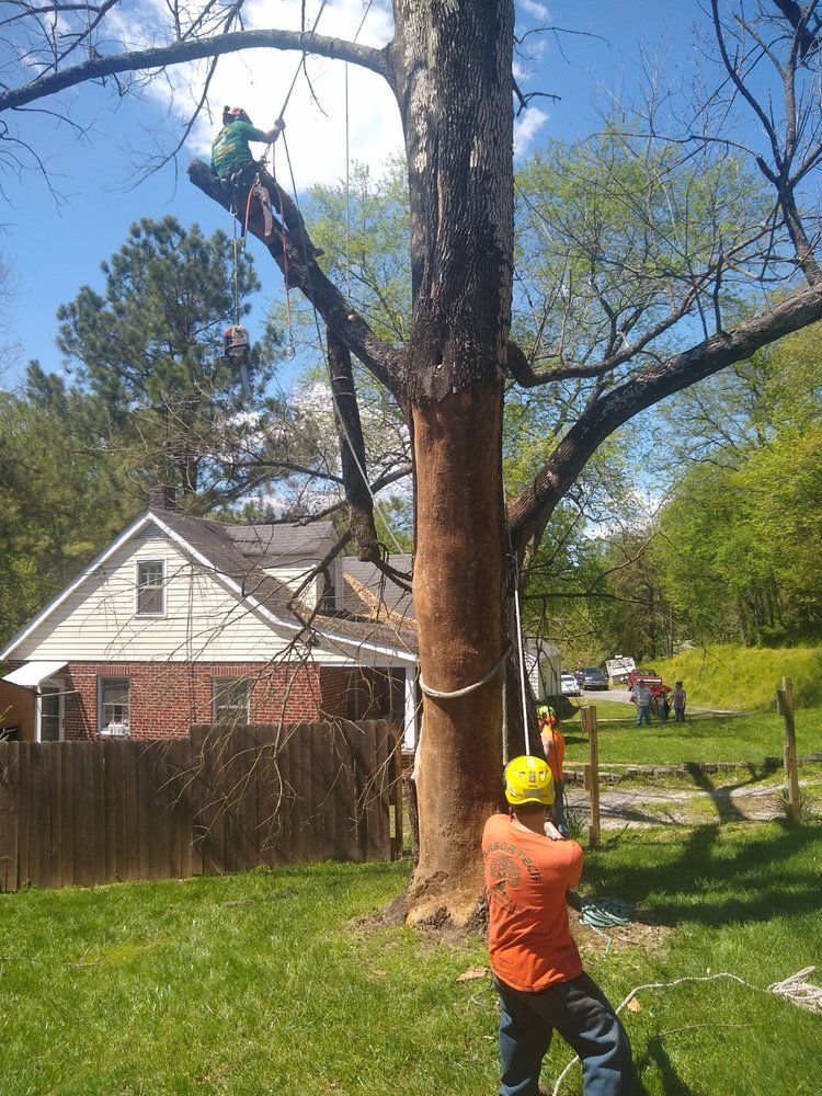 A man is climbing a tree in front of a house.