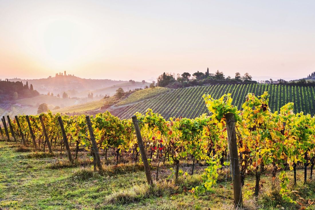 Vineyard in the Modena area