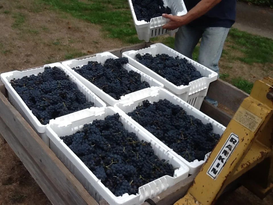 A man is loading crates of grapes into a ricky 2 tractor