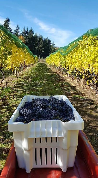 A crate filled with grapes is sitting on a trailer in a vineyard.