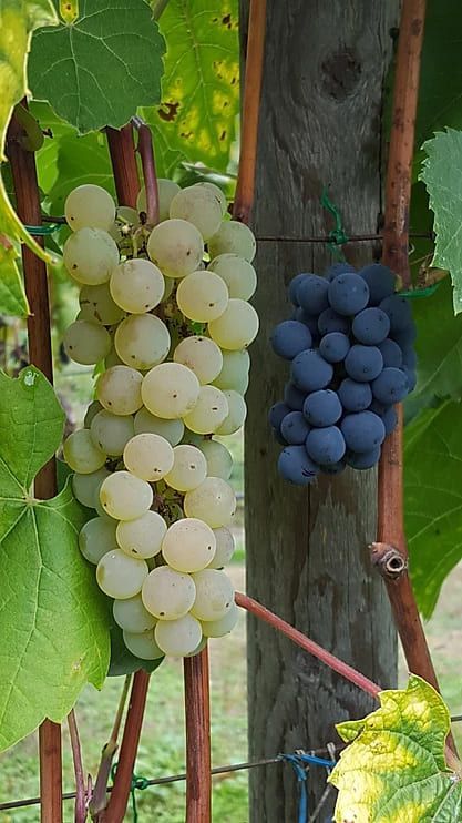 A bunch of white grapes and a bunch of blue grapes hanging from a vine.