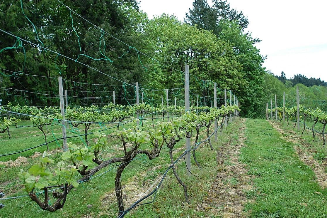 A row of vines growing in a field with trees in the background.