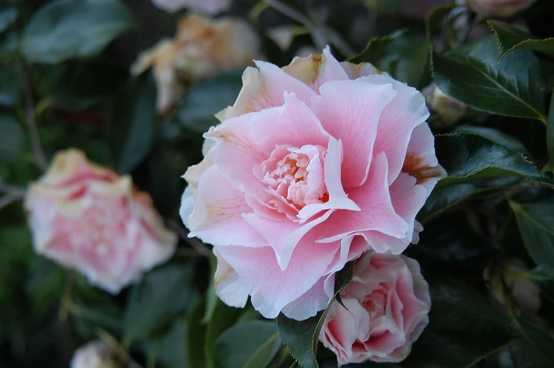 A close up of a pink rose with leaves in the background