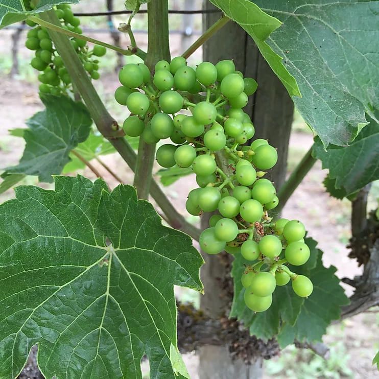A bunch of green grapes growing on a vine