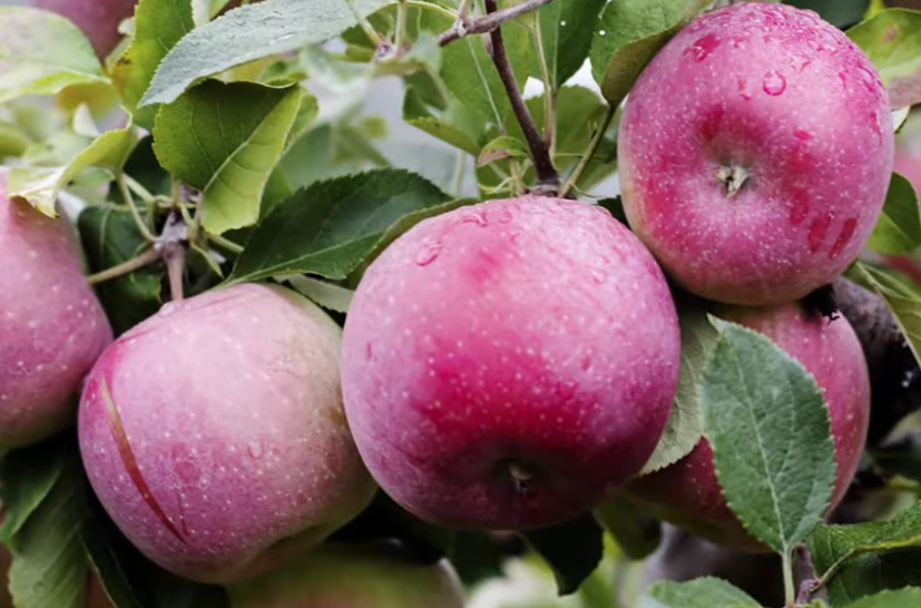 A bunch of red apples hanging from a tree branch.