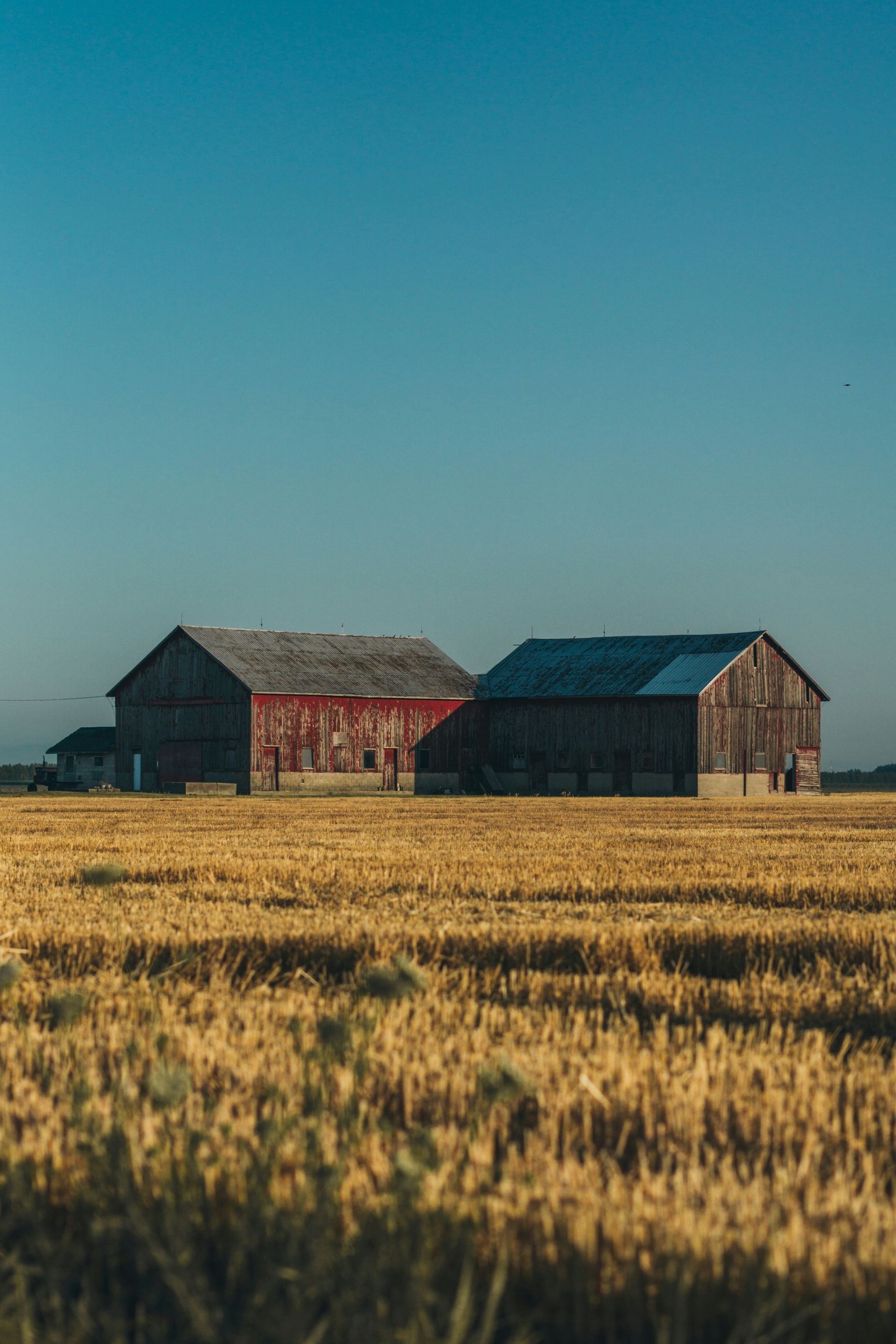 Two weathered barns sit in a field of golden wheat under a clear blue sky.