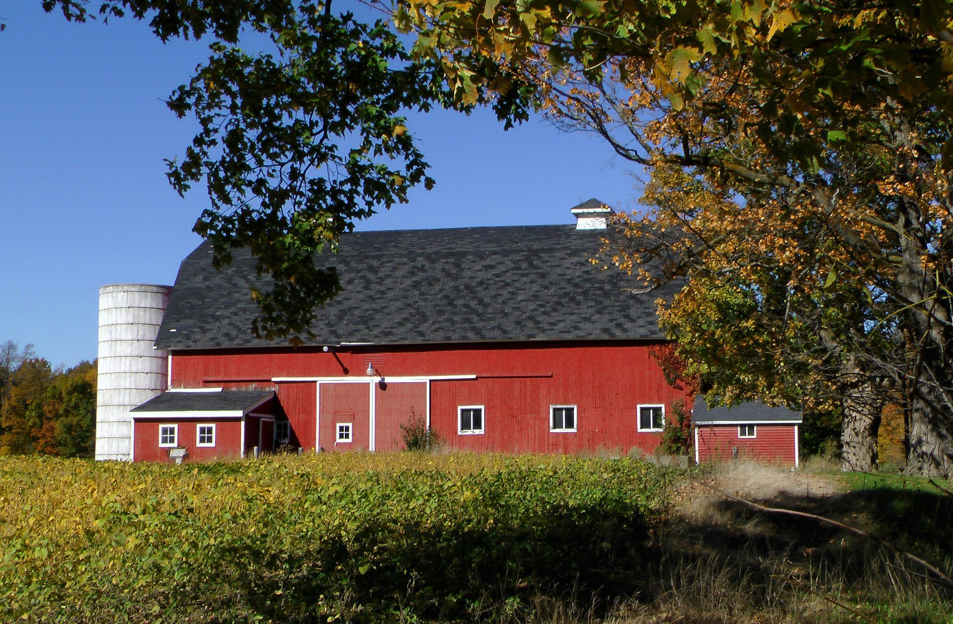 Red barn with a black roof and white silo on a sunny autumn day, framed by colorful foliage.