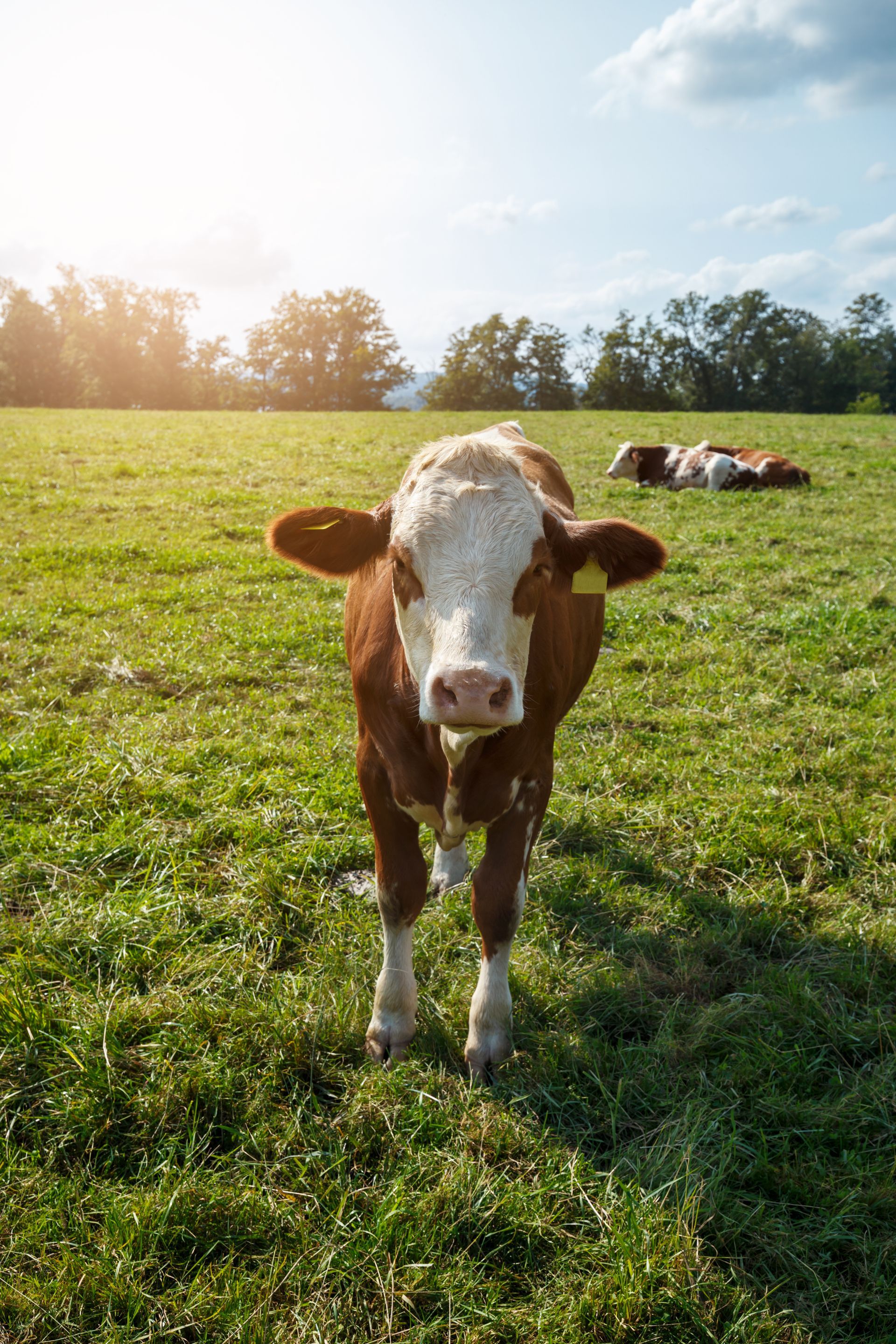 Brown and white cow standing in a grassy field, looking toward the camera. 