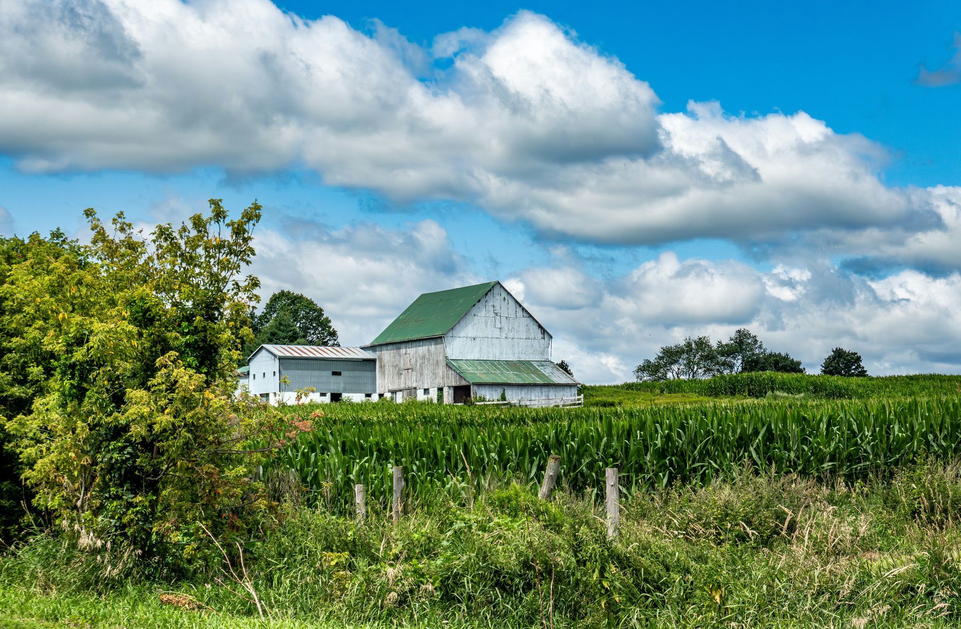 White barn with green roof, surrounded by a cornfield and lush greenery under a bright blue sky with puffy white clouds.
