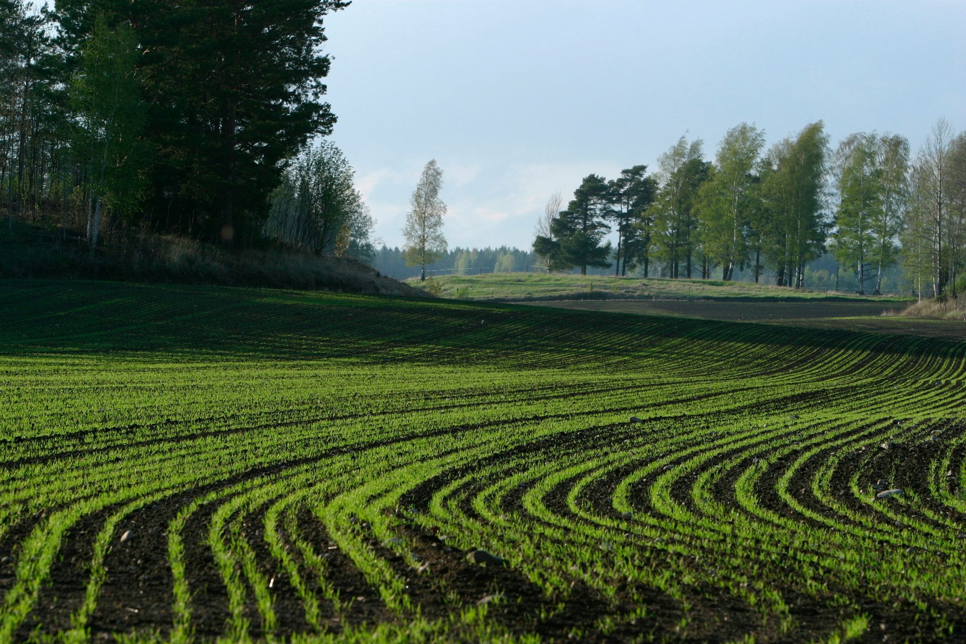 Green field with curved rows of young crops, trees in the background under a bright sky.